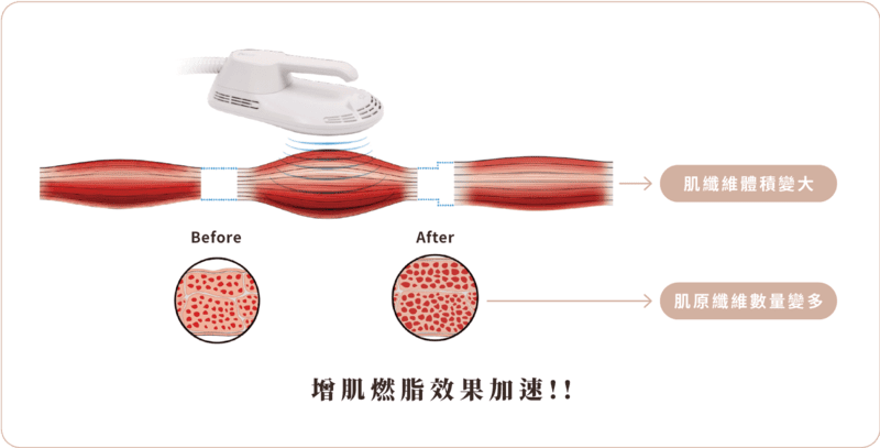 Embody核心美力 肌肉作用圖