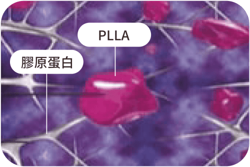 舒顏萃 特色圖 01