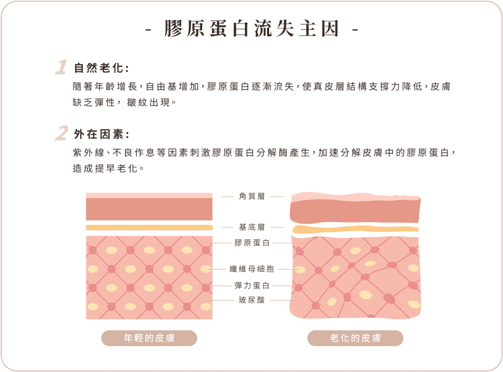 双美膚力膠原蛋白 手機版 膠原蛋白流失