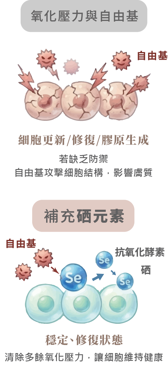硒是什麼?改善皮膚暗沉與修復關鍵|晶翎美學診所-02.png